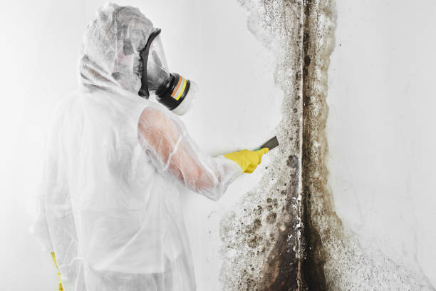 Best Toxic Mold Removal  in Oak Hills Pce, LA