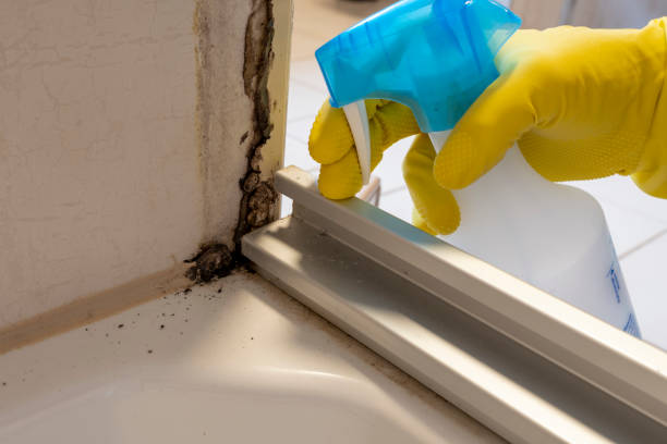 Best Best Mold Removal Companies  in Oak Hills Pce, LA