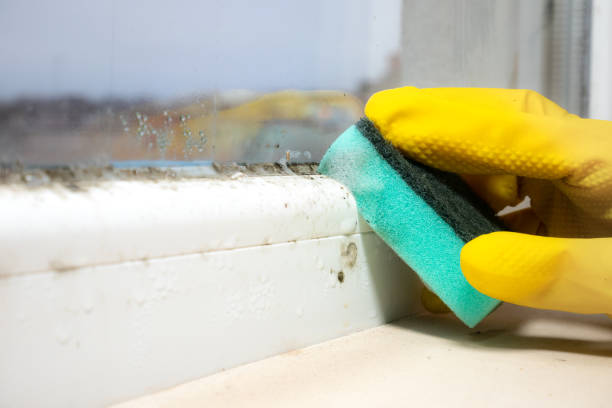 Certified Mold Removal in Oak Hills Place, LA