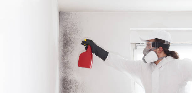 Home Mold Removal in Oak Hills Place, LA