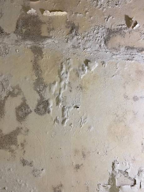 Mold Removal and Inspection in Oak Hills Place, LA